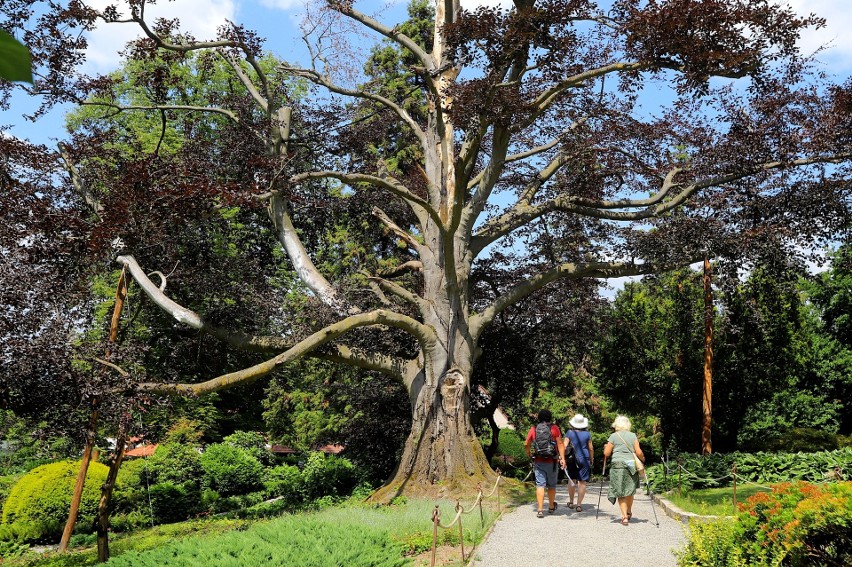 Okazały, 200 -  letni buk "Serce Ogrodu" rośnie w Arboretum...