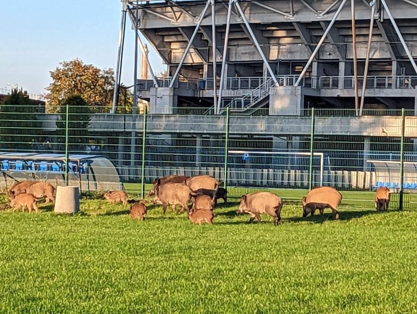 Stado dzików na bocznym boisku Stali Rzeszów [ZDJĘCIA]