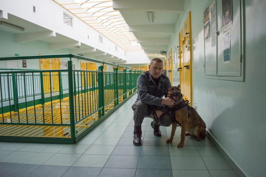 Przy wsparciu psów przeprowadzona została m.in. kontrola...