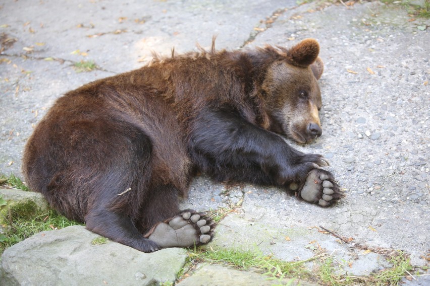 Niedźwiedzie ze śląskiego zoo