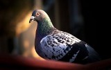 Mieszkańcy Piekar Śląskich dokarmiają gołębie. To źle wpływa na nie, ale też na otoczenie ludzi
