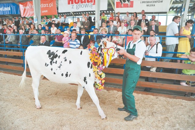 Co roku, w Szepietowie, największa rywalizacja jest w kategorii bydło ras mlecznych - jałowice i krowy rywalizują o tytuły czempionów i superczempionów