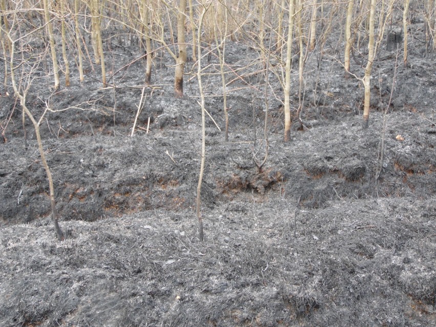 Krytyczna sytuacja w lasach Podkarpacia. Wprowadzono najwyższy stopień zagrożenia pożarowego