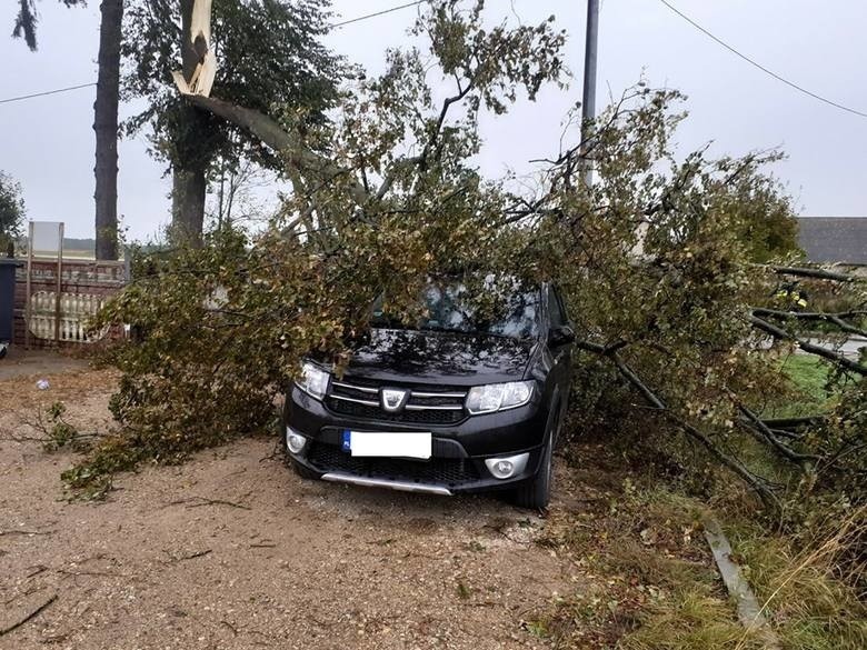 Pogoda: Silny wiatr. Ostrzeżenie IMGW dla ośmiu powiatów w...