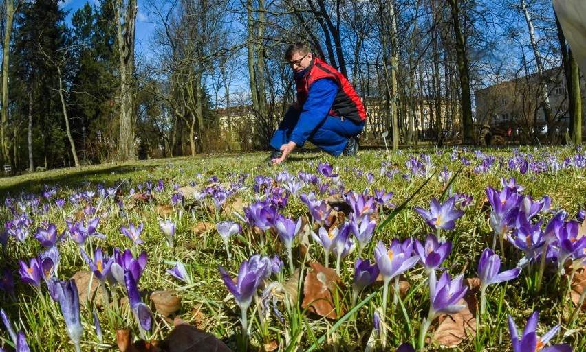 Kalendarzowa wiosna rozpoczęła się 21 marca. Astronomiczna...