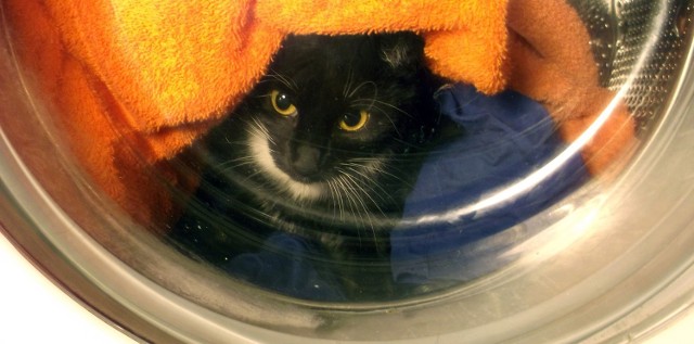 Damian P. mordował koty wsadzając je do pralki i nastawiając pranie. Zdjęcie ilustracyjne