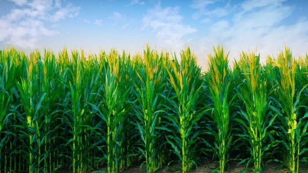 Wsparcie w formie dopłat dla podmiotów prowadzących obrót lub skup kukurydzy