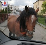Nieoczekiwany gość na ulicach Lubartowa. Po uliczkach spacerował koń, który zerwał się z uwięzi