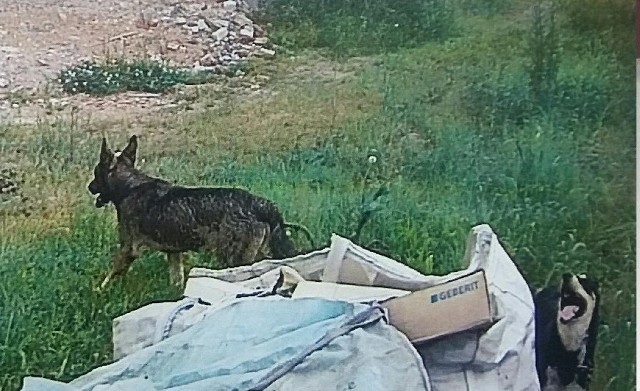 Dzikie psy zarejestrowała kamera na jednej z posesji w Zaborzu