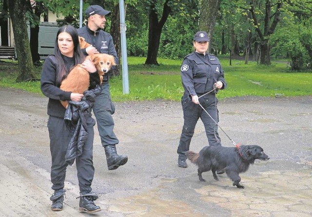 Inspektorzy OTOZ Animals z Tarnowa z ciemnej piwnicy wyciągnęli trzy psy. Były brudne i wygłodniałe