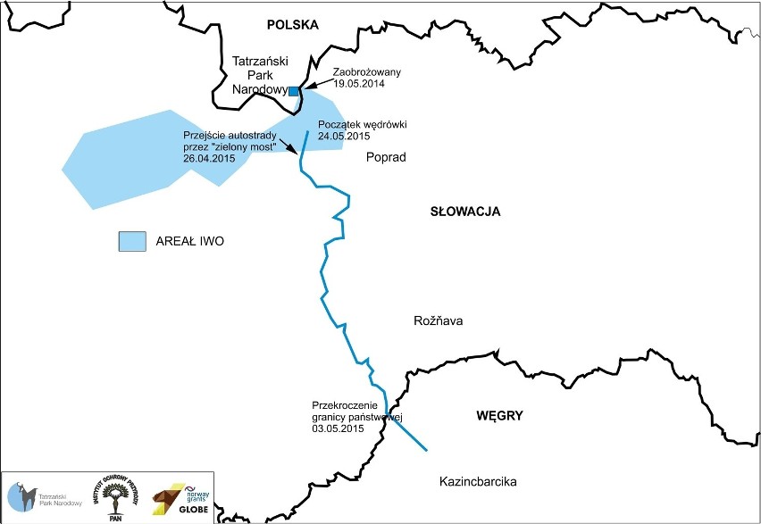 Trasa najnowszej wyprawy niedźwiedzia Iwa.