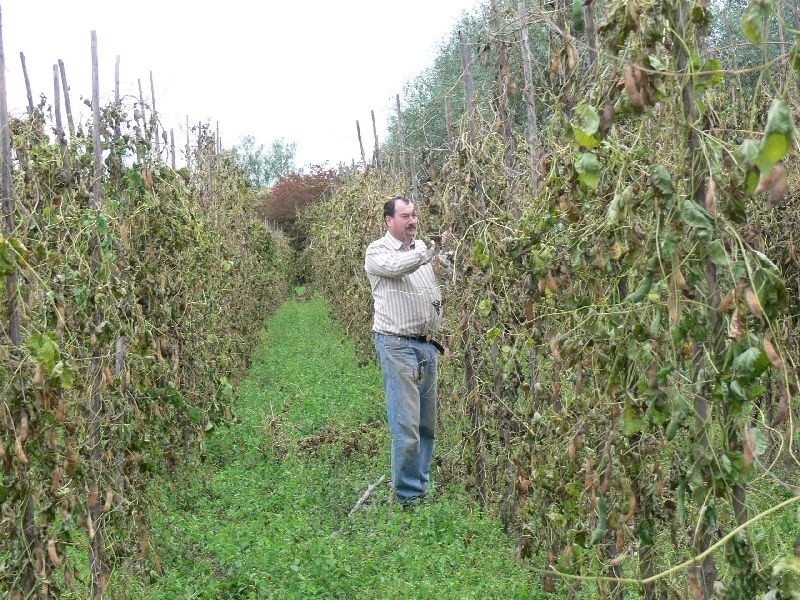 Wacław Pyrkosz, prezes Stowarzyszenia Producentów Fasoli...