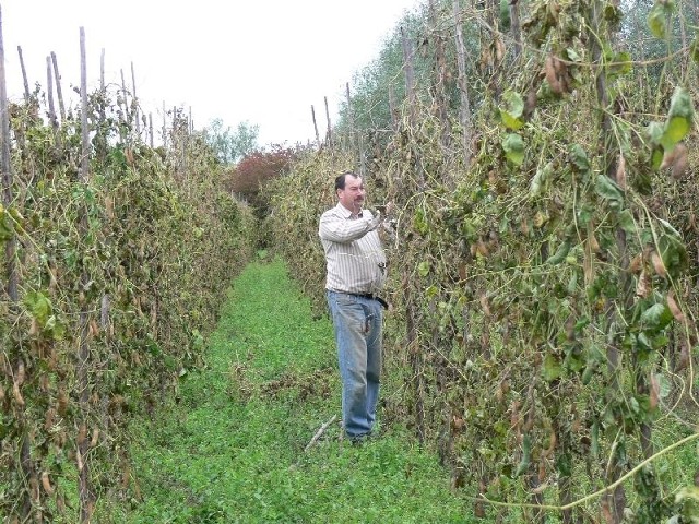 Wacław Pyrkosz, prezes Stowarzyszenia Producentów Fasoli Tycznej Piękny Jaś z Wrzaw mówi, że jeszcze wiosną, nic nie wskazywało, że tegoroczne zbiory będą tak słabe.