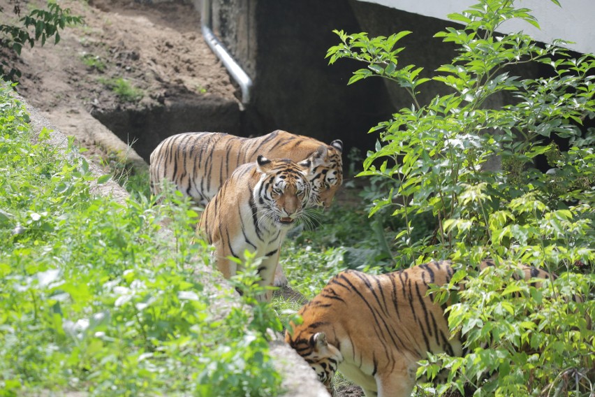 Trzy tygrysy z łódzkiego zoo korzystają ze zmodernizowanego wybiegu