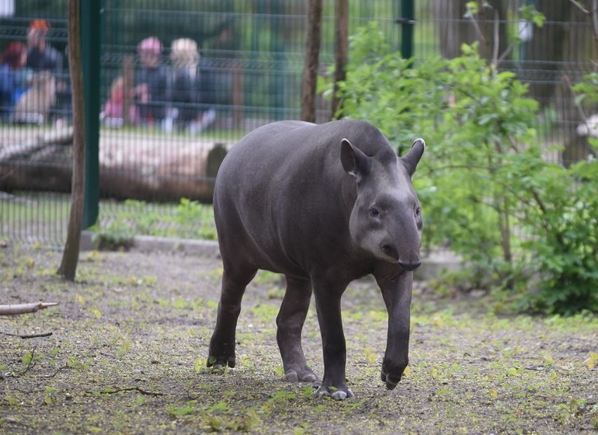 Światowy Dzień Tapira w zoo [zdjęcia, FILM]