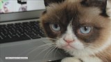 "Grumpy Cat" zarobił już 100 mln dolarów (wideo)
