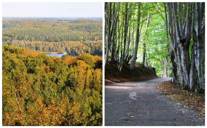 Kaszuby też mają góry. Zdobądź górę Siemierzycką z przewodnikiem (ZDJĘCIA)