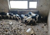 OTOZ Animals z Kwidzyna błagają o pomoc i dom dla uratowanych psiaków z interwencji w gminie Sadlinki. Zdjęcia