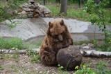 W Ukrainie były zamknięte w klatkach. Niedźwiedzie są już na wybiegu w poznańskim zoo