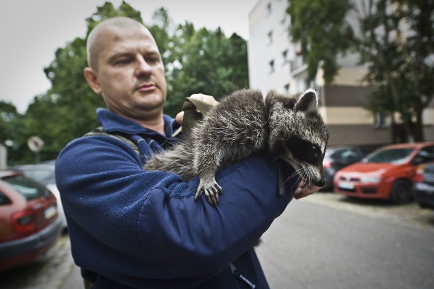 Szop pracz w komendzie policji w Koszalinie! 