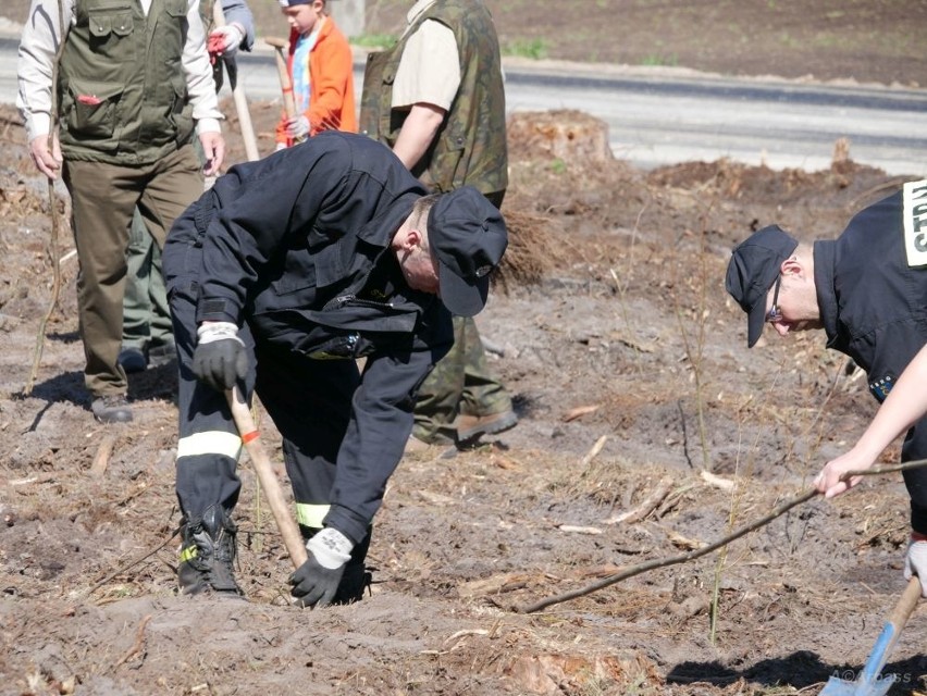 Kozienice. Nadleśnictwo zorganizowało kolejną akcję sadzenia drzew