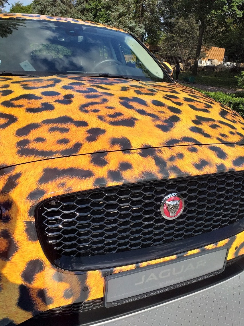 Jaguar w zoo, czyli nietypowa akcja marketingowa. Jak można go "upolować"?