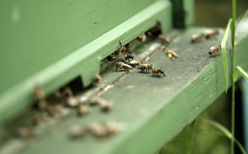 Pszczoły z rozwojem musza nadążyć za zmianami klimatycznymi...