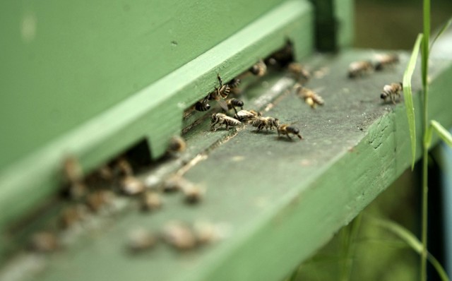 Pszczoły z rozwojem musza nadążyć za zmianami klimatycznymi i wcześniejszym wiosennym ociepleniem