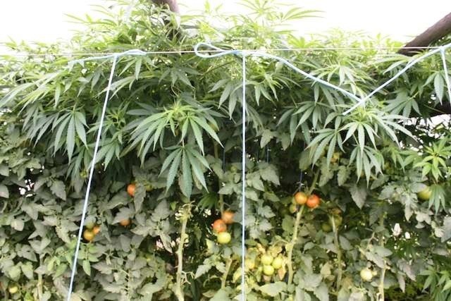Krzaki marihuany rosły wśród pędów pomidorów