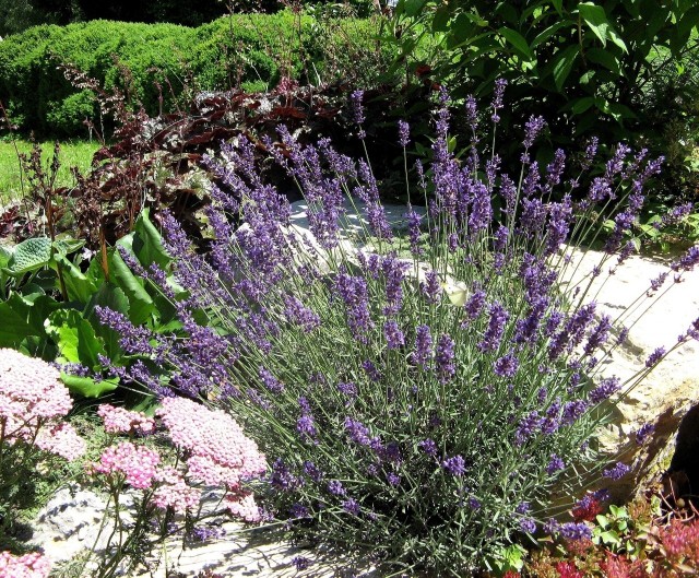 W polskich warunkach z powodzeniem możemy stworzyć ogród w stylu prowansalskim. Będzie on pełen zapachów, a łagodne kolory kwiatów podziałają relaksująco.