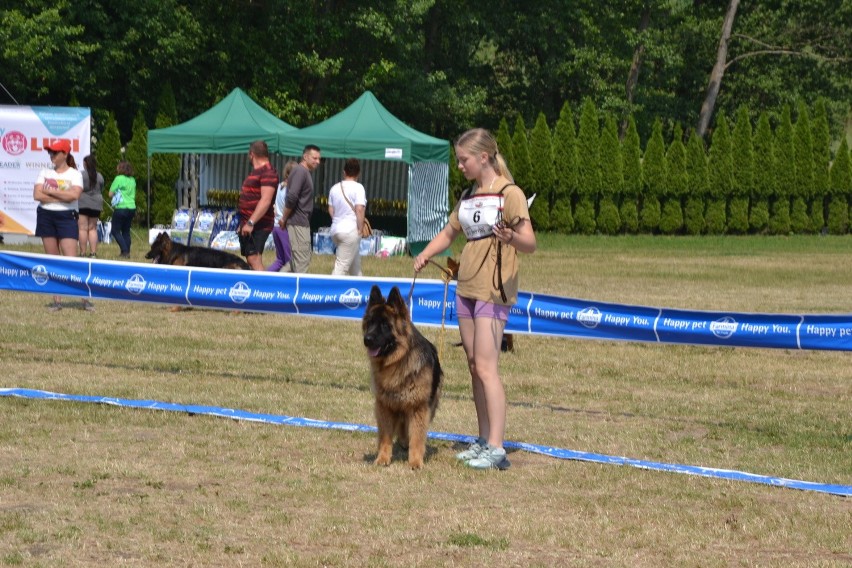 W Lipnie odbyła się IV Krajowa Wystawa Owczarków Niemieckich. Rywalizowało ponad 80 psów! 