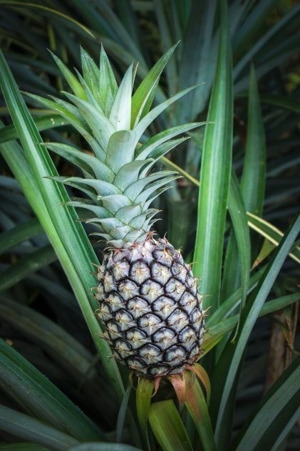 Sadzonki ananasa można pozyskać z kupionego owocu. Wymagają...
