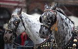 Kraków. Na czas upałów z Rynku Głównego znikają dorożki