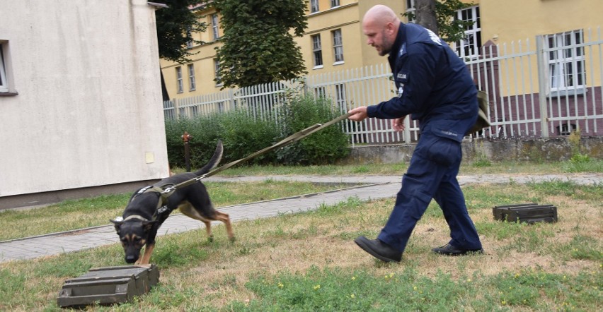 Romb najpierw "nawąchuje" skrzynki w których jest materiał...