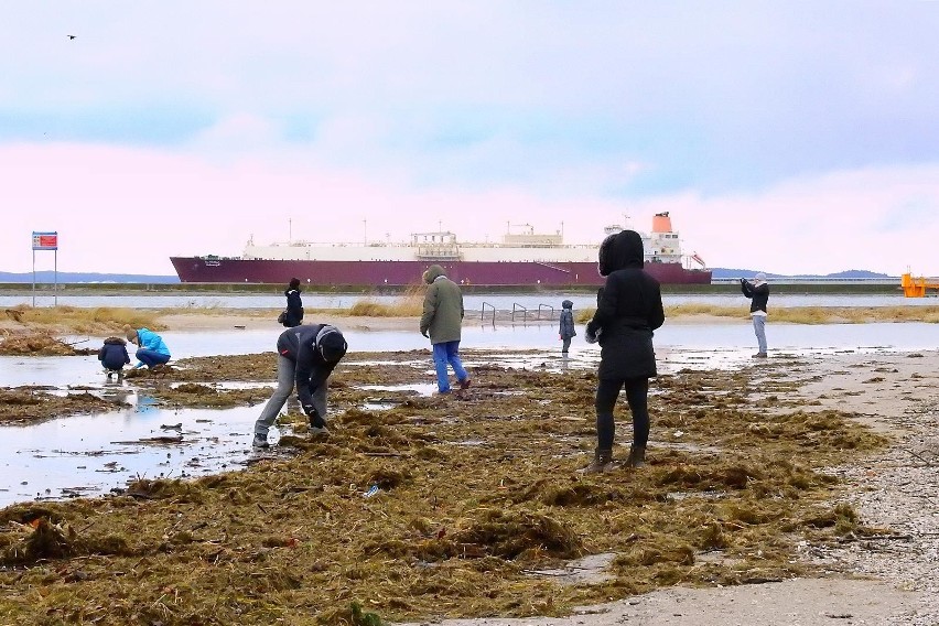 Świnoujście: Bursztynowe szaleństwo na plaży [ZDJĘCIA, WIDEO]