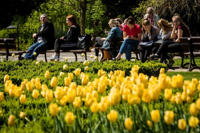 20 tys. cebulek kwiatowych zostanie posadzonych w 12 miejskich lokalizacjach Gdańska