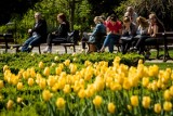 Gdańsk w kwiatach. 20 tys. cebulek kwiatowych zostanie posadzonych w 12 miejskich lokalizacjach