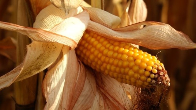 GMO w UE. Komisja Europejska dodała do listy nasion dopuszczonych do sprzedaży na terenie UE zmodyfikowaną kukurydzę - MON 810, opracowaną przez biotechnologiczny koncern Monsanto