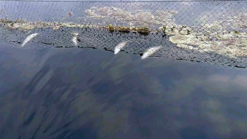 Gmina Suchań. W jeziorze w Wapnicy gniją śnięte ryby [ZDJĘCIA]