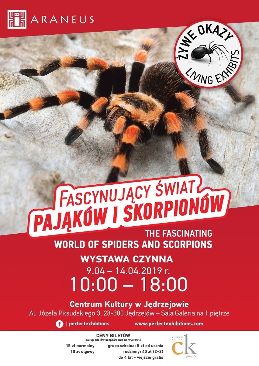 Wystawa Fascynujący Świat Pająków i Skorpionów już w kwietniu w Centrum Kultury w Jędrzejowie