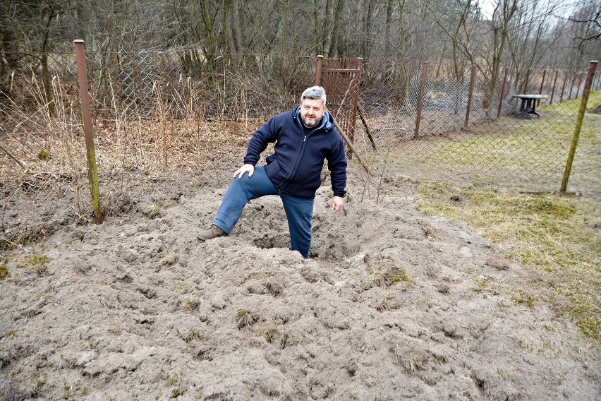 Hutki. Wataha dzików ryje podwórka i działki. Właściciele gospodarstw nie wiedzą, co robić