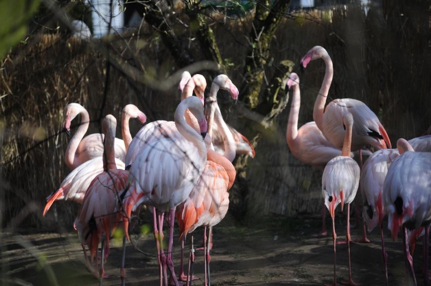 Krakowskie ZOO w czasie epidemii