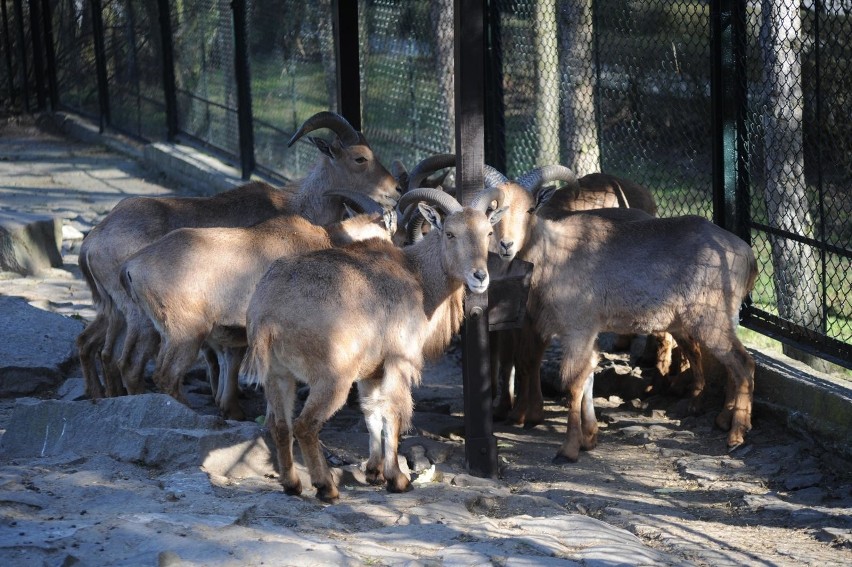 Krakowskie ZOO w czasie epidemii