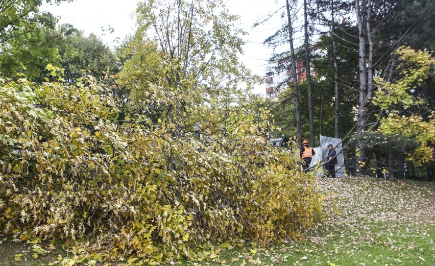 Wycinka drzew przy ulicy Dominikańskiej w Rzeszowie.