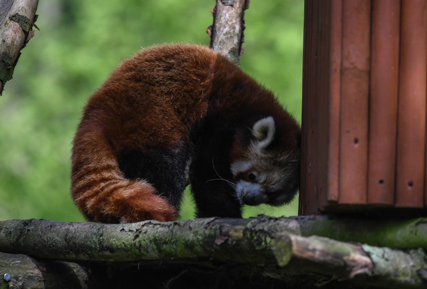 Panda czerwona (mała), w ciągu dnia śpi na drzewie zwinięta...