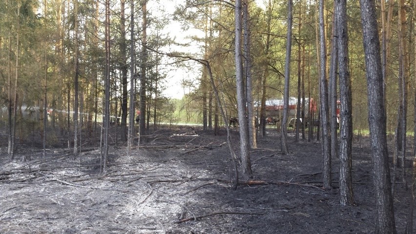 Po pożarze lasu w Wincentowie