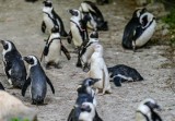 Dla bezpieczeństwa zwierząt zamknięto ZOO w Gdańsku