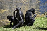 San Diego: po raz pierwszy na świecie zaszczepiono przeciwko koronawiusowi małpy człekokształtne (VIDEO)