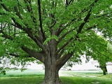 Lipa św. Jana Nepomucena z Dulczy Wielkiej ma szansę zostać Drzewem Europy 2021. Głosowanie trwa