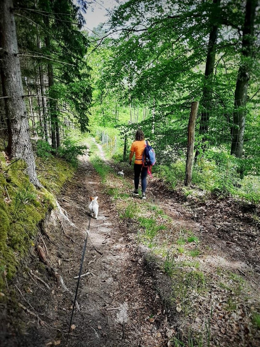 II Dogtrekking Polanów 2020 za nami (II część fotorelacji)